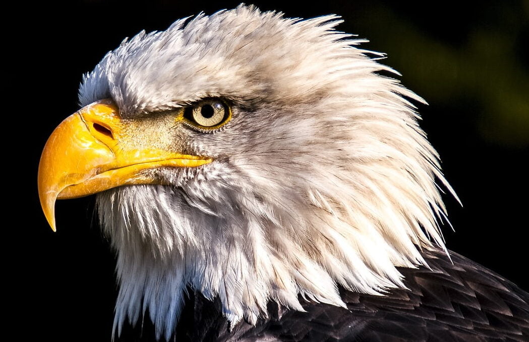 Esboço de pregação Isaias 40:31, os que esperam no Senhor renovam suas forças